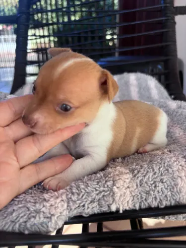 Vende-se Pinscher