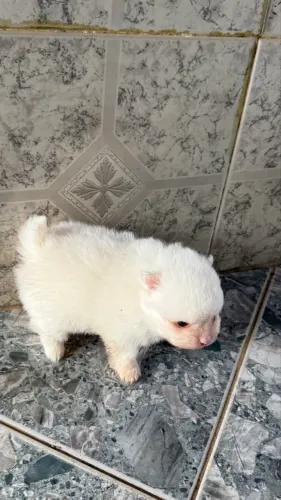 Filhotes de Lulu da Pomerânia (Spitz Alemão Anão)