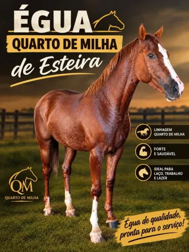 Égua quarto de milha
