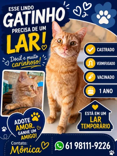 Gato