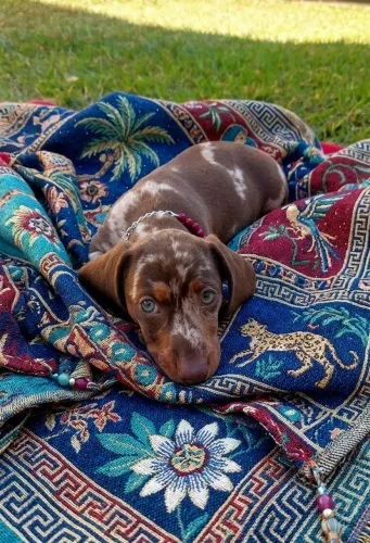 Dachshund fêmea alerquim chocolate 