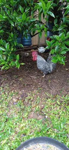 Vende se galo Nagasaki raça pura