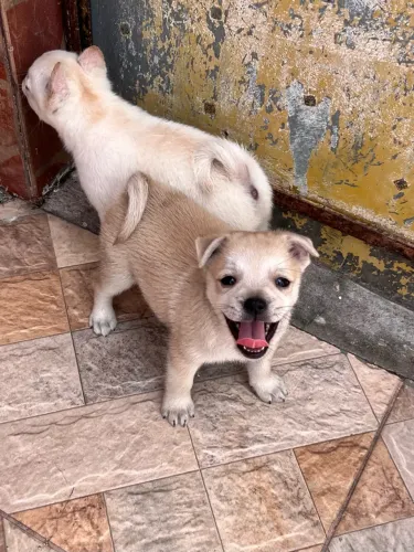 Lulu com buldogue frances