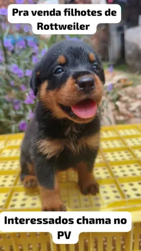 FILHOTES DE ROTTWEILER 