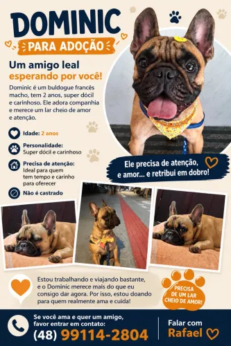 Doação buldogue francês