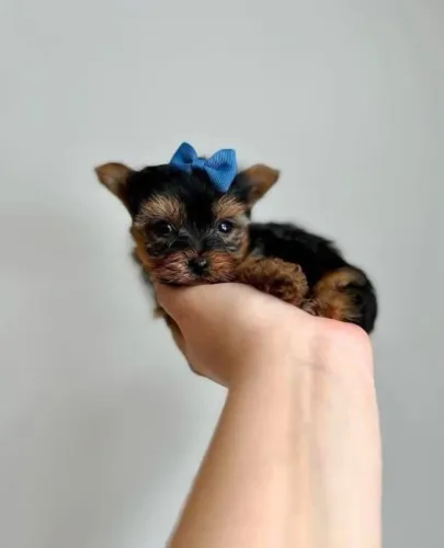 Filhotes de Yorkshire | Um cachorro cheio de doçura.