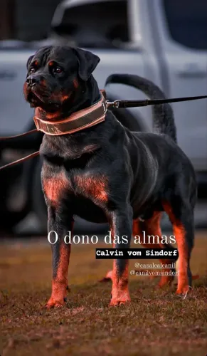 Rottweiler pra acasalamento 