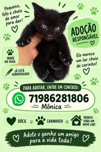Gatinho filhote