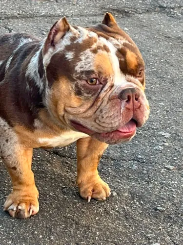 Micro Bully