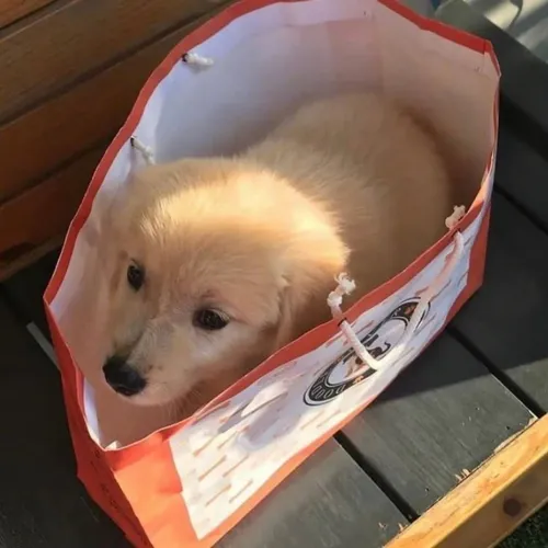 Golden Retriever charmoso 