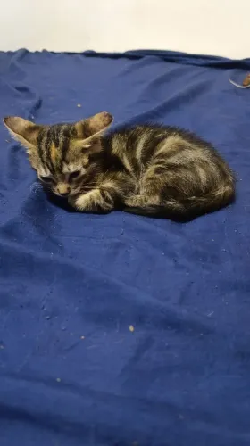 Gatos para a doação 