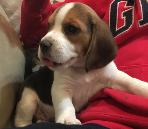 Beagle Sempre pronto para brincar e compartilhar bons momentos