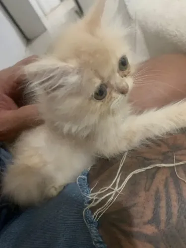 Última Filhote Persa Fêmea - 2 Meses - Extremamente Dócil e Linda