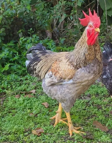Galo gsb novo cinza pintado