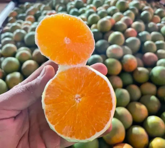 Laranja, Mamão e Chuchu + entrega à domicílio
