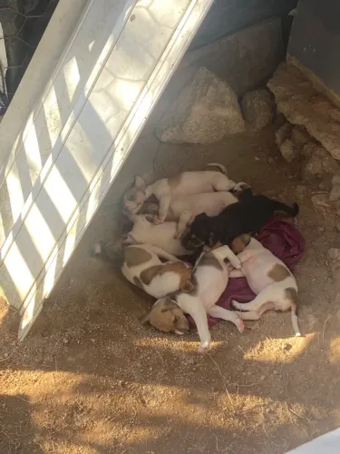 Cachorro - doação 