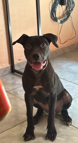 Pit Monster (cachorro)