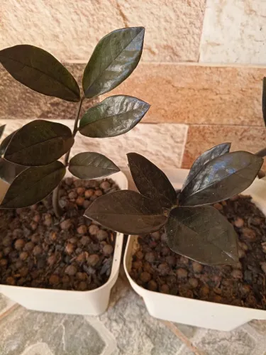 Zamioculca Black planta perfeita pra decorar interior do seu ambiente