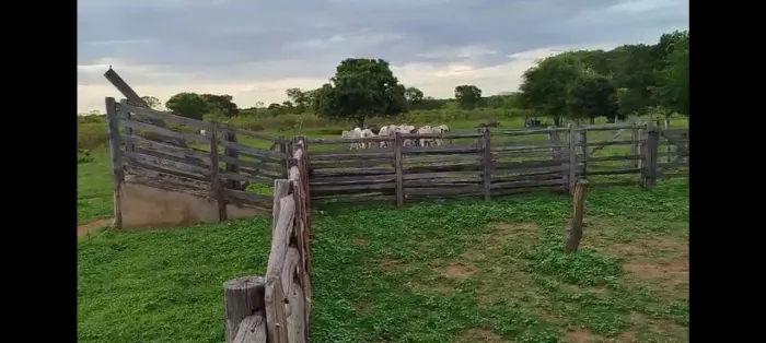 Fazenda pasto formado