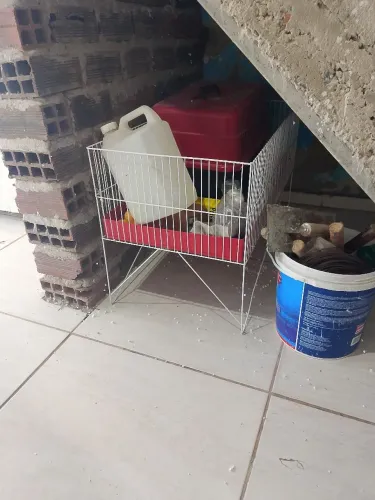 Beiço pra cachorro 