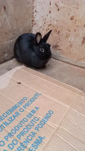 mini coelho
