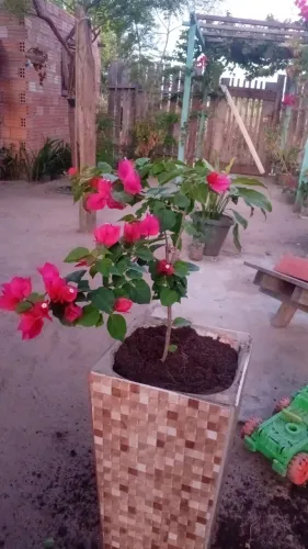 Vendo plantas