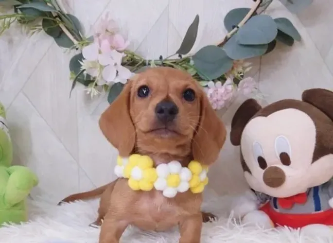 Bebezinho dachshund/teckel/basset/salsicha/cofap brincalhão dócil