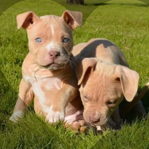 Pitbull filhotes fofos fazem a vida mais leve e traz paz 
