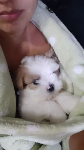 Shih Tzu Cachorrinho pronto para muitos momentos felizes