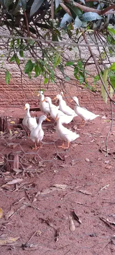 Marrecos Pequim branco 