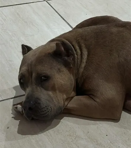Filhote de Pitmonster 