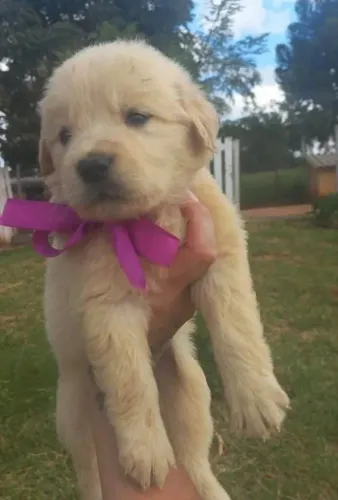 Filhotes de Golden Retriever - Disponíveis