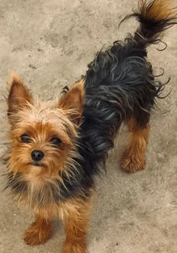 Cachorro 