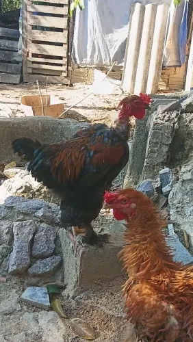 Galo Brhama pescoço pelado