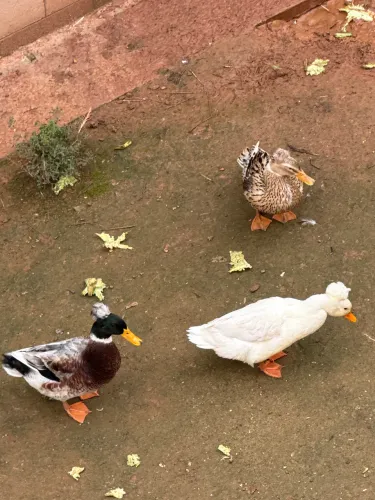 Lote de Aves, Peru, Angola, Marreco Pompom , Galinha caipira com filhotes, Oportunidade!!!
