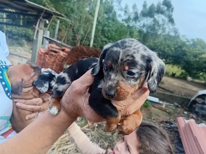  Cachorro macho