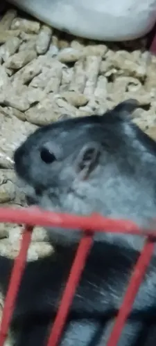 Vendo esquilo