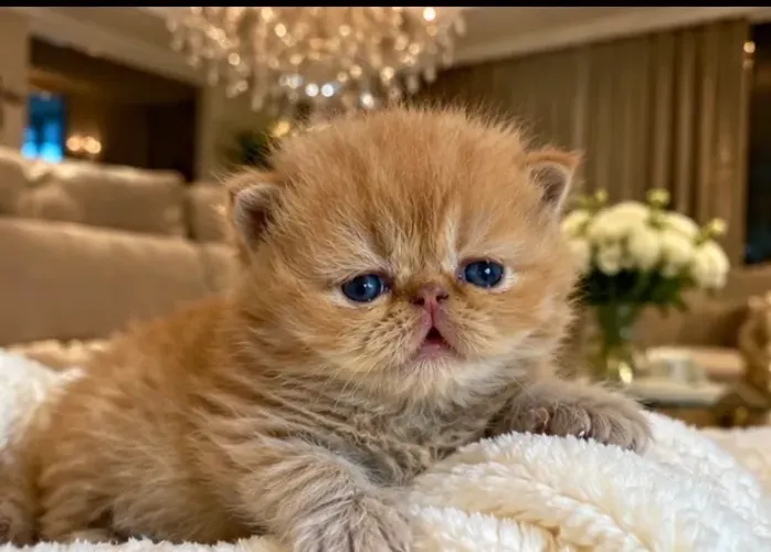 Filhote de gato persa 