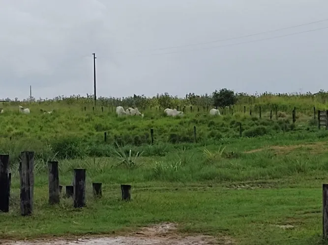Fazenda no Pará com 123 Alqueires com 80% abertos por R$49 mil o alqueire