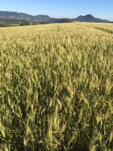 Fazenda Regiao de Londrina 403 alqueiro em 4 pagamentos