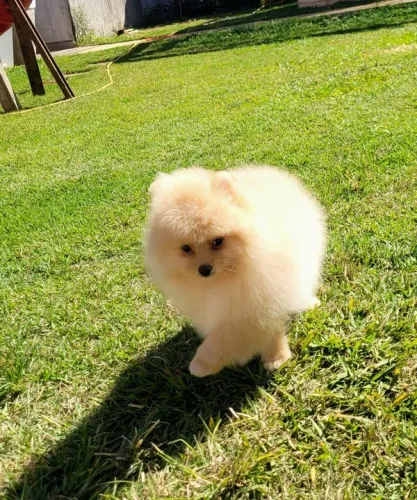 Spitz Alemão macho pedigree cbkc 10x sem juros 