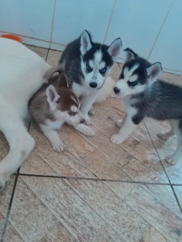 Husky Siberiano - Promoção Black Friday com Documentação Completa