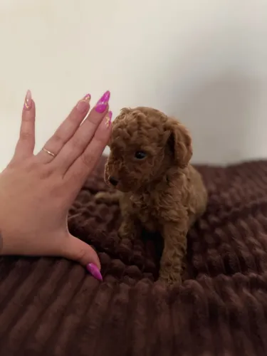 Poodle Toy Red Carinhoso Filhotes 