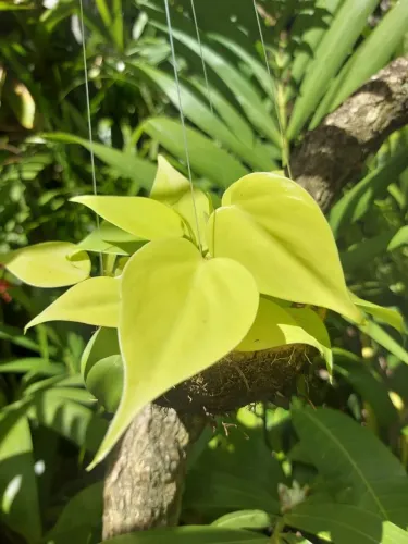 Philodendron Lemon Lime - Muda Linda e Saudável!