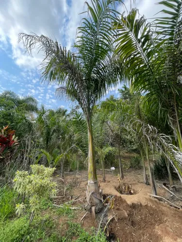 Palmeiras Imperial 5 Metros