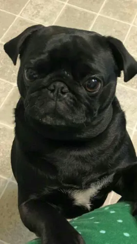 Pug escuro