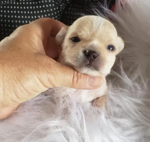Chihuahua Pequeno Dourado Macho - O Filhote Ideal Para Acompanhá-lo