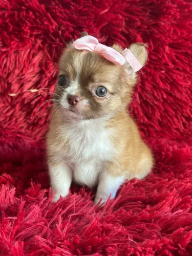 Chihuahua- Transparência e Segurança: Leve Seu Filhote com Contrato Assinado!