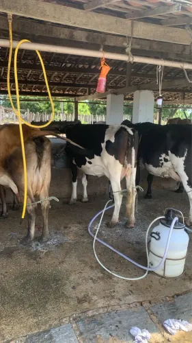 Vacas Leiteiras , Novilhas à venda em Quixadá -Ce