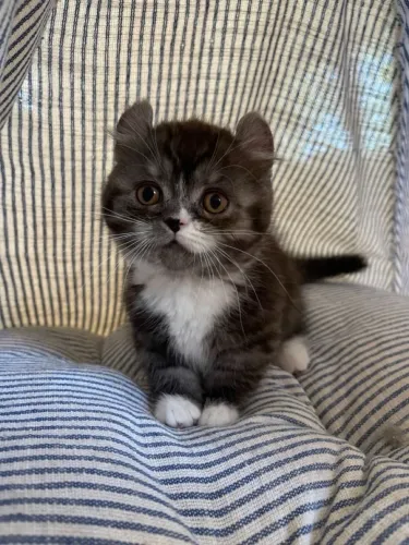 American Curl - Orelhinhas Encantadoras e Muito Carinho!